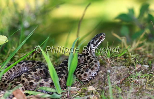 vipera berus 3.JPG - Vipère péliade, vipère du NordVipera berusCommon European adder, European viperReptilia, Viperidae56 France